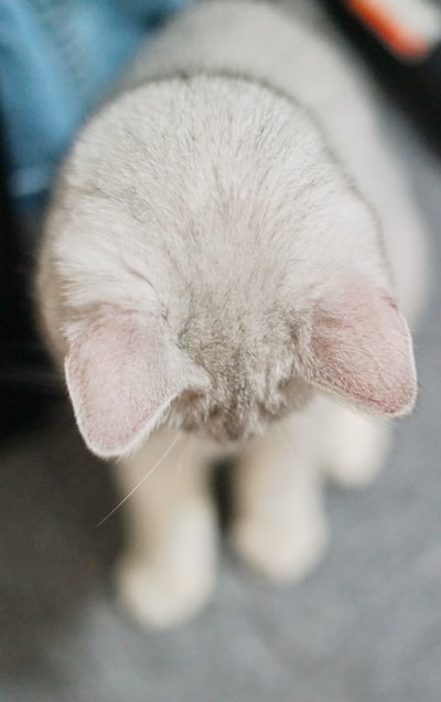白色短毛猫特写摄影